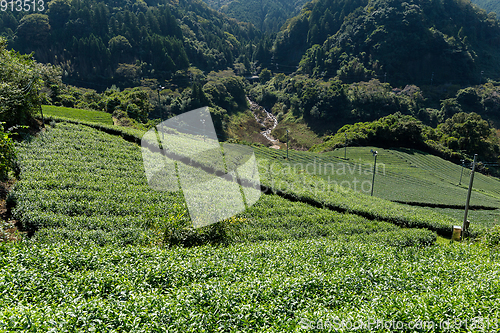 Image of Tea plantation Cameron