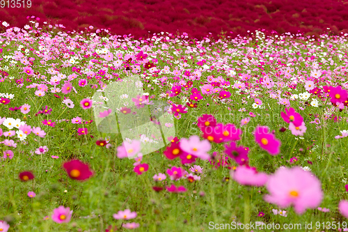 Image of Cosmos flowers and Kochia flowers