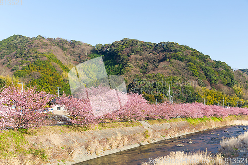 Image of Sakura in kawazu city