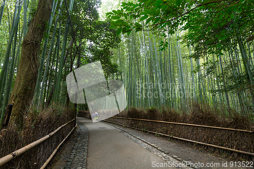 Image of Bamboo Forest in Kyoto