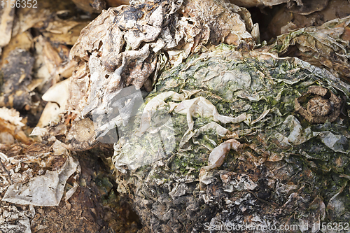 Image of rotten pumpkin