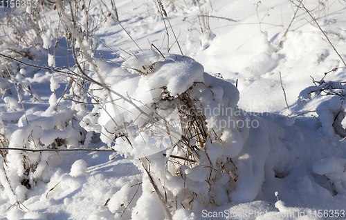 Image of Snow covered field