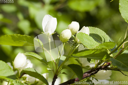 Image of buds of apple