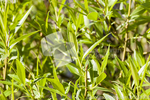 Image of Spring green forest