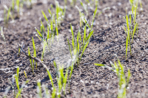 Image of new crop of wheat