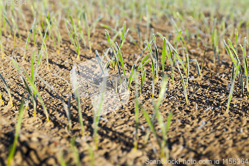 Image of new crop of wheat