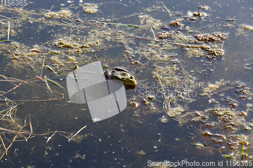 Image of swamp green frog