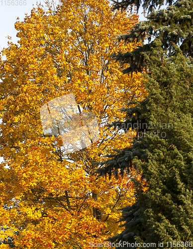 Image of autumn forest