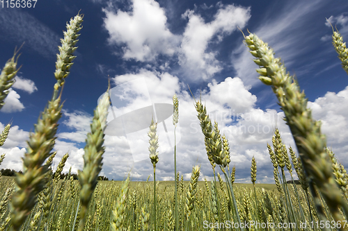 Image of young wheat