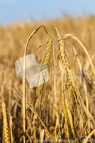 Image of ripe cereal