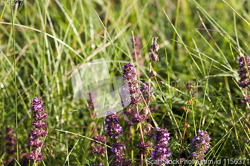 Image of wild flower