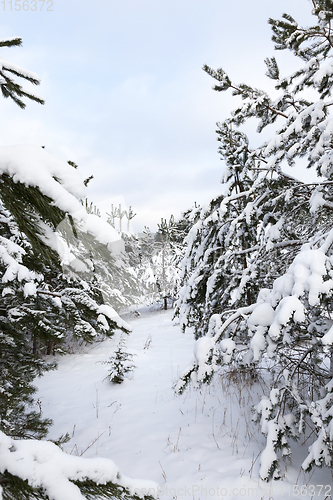 Image of Forest in winter