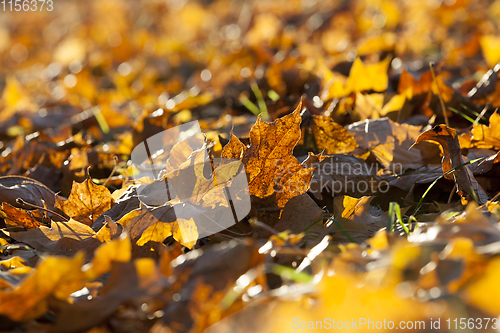 Image of Yellow foliage