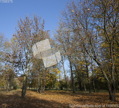 Image of Yellow maple foliage