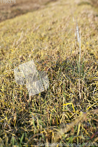 Image of sprouts of wheat