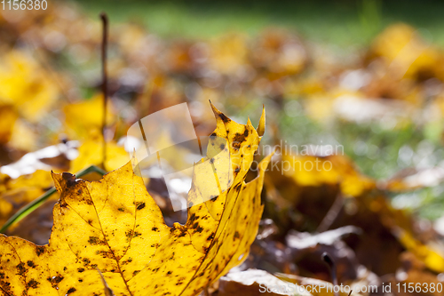 Image of Yellow foliage