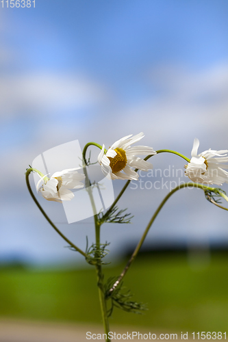 Image of chamomile flowers