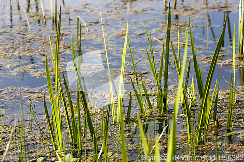 Image of grass on swamp