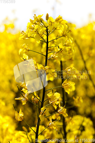 Image of rapeseed field