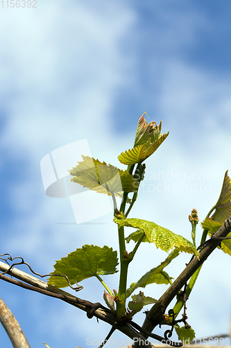 Image of young grapes