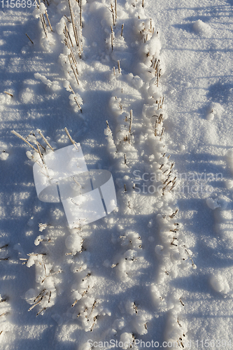 Image of Snow covered field