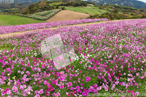 Image of Cosmos Flowers