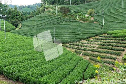 Image of Green Tea plantation 