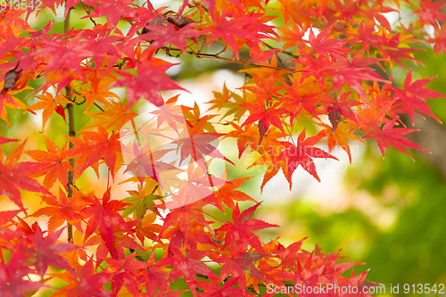 Image of Autumn Leaves