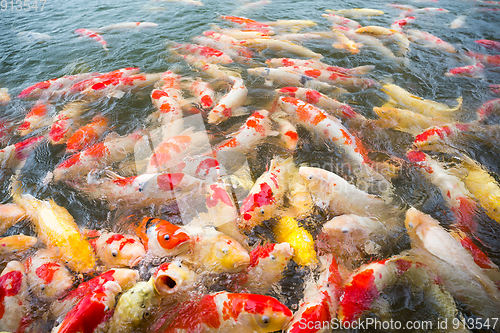 Image of Feeding Carp fish in pond