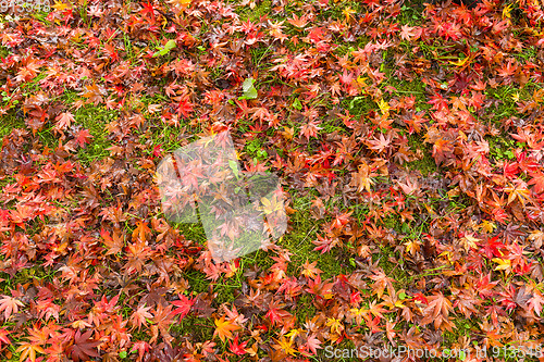Image of Autumn maple leaves on ground