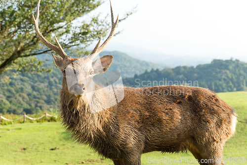 Image of Stag deer