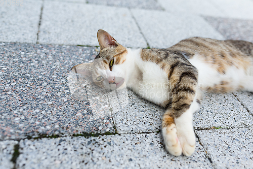 Image of Street cat