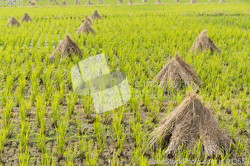 Image of Paddy Rice field