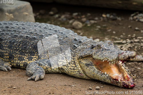 Image of Crocodile getting injuried 