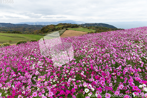 Image of Cosmos flowers in the garden