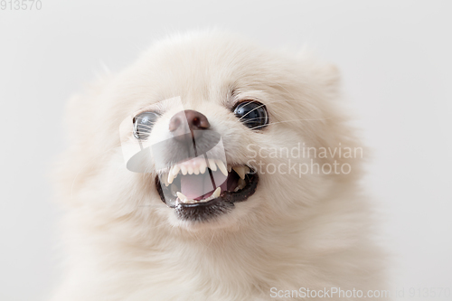 Image of Pomeranian angry