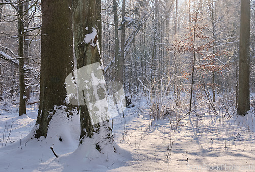 Image of Trees snow wrapped blizzard after