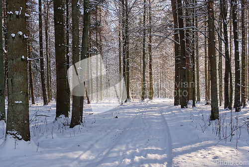 Image of Wintertime landscape of snowy deciduous stand