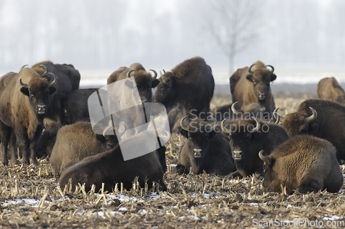 Image of European bison (Bison bonasus) herd