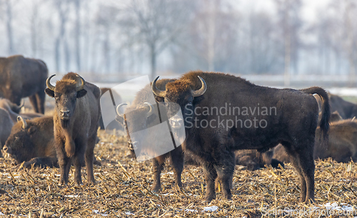 Image of European Bison herd grazing in field