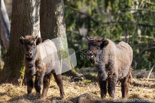 Image of Two European Cison(Bison bonasus) calves in sunlight