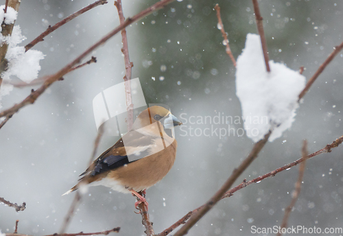 Image of Hawfinch (Coccothraustes coccothraustes) in snowfall