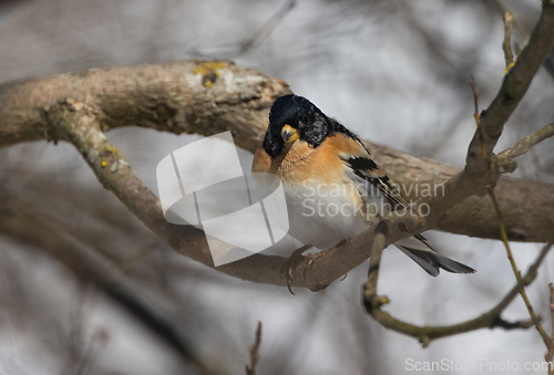 Image of Brambling (Fringilla montifringilla) in springtime sun