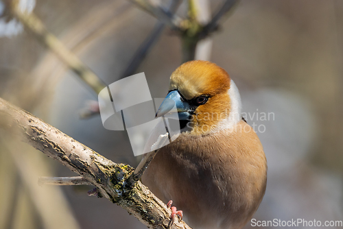 Image of Juvenile Wawfinch (Coccothraustes coccothraustes) close-up