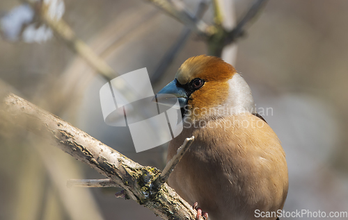 Image of Juvenile Wawfinch (Coccothraustes coccothraustes) close-up