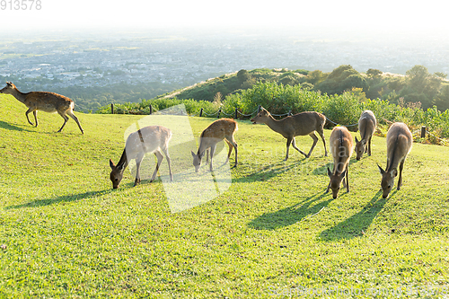 Image of Group of Deer