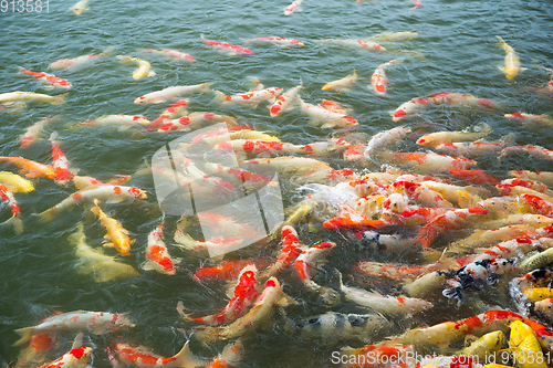 Image of Koi fish in pond 
