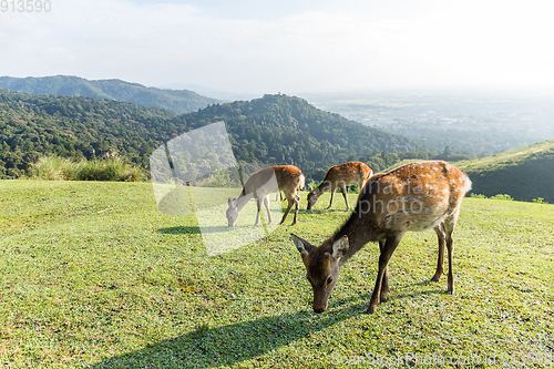 Image of Group of deer eating grass