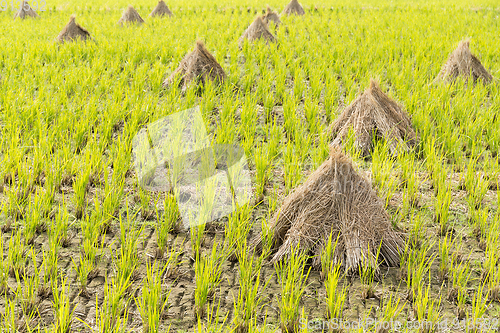 Image of Paddy rice field