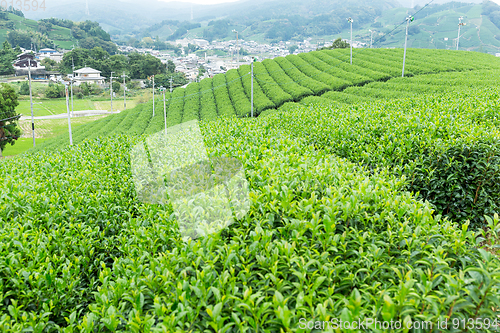 Image of Fresh Green Tea farm